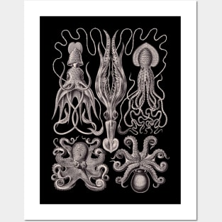 Ernst Haeckel Gamochonia Octopus Lavender Grey Posters and Art